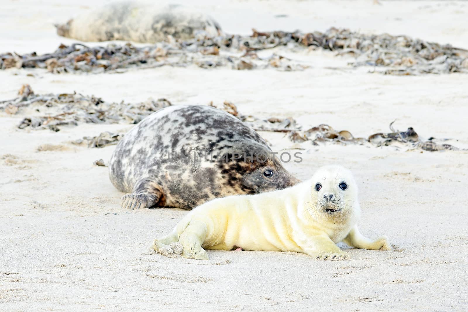 Mother and baby seal on the beach