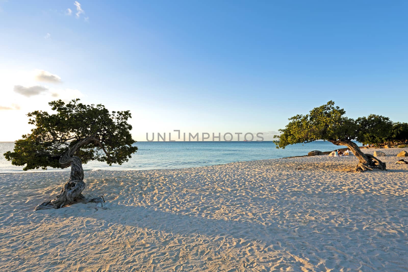Divi divi trees on Aruba island at sunset