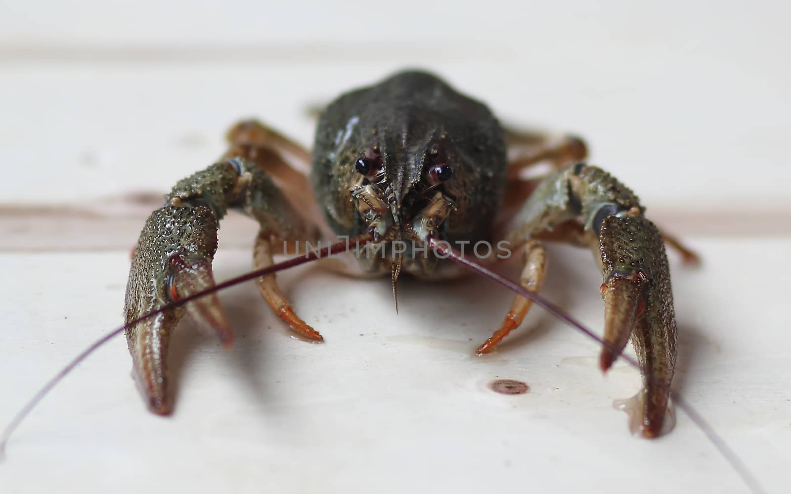 green crayfish crawling out of the water