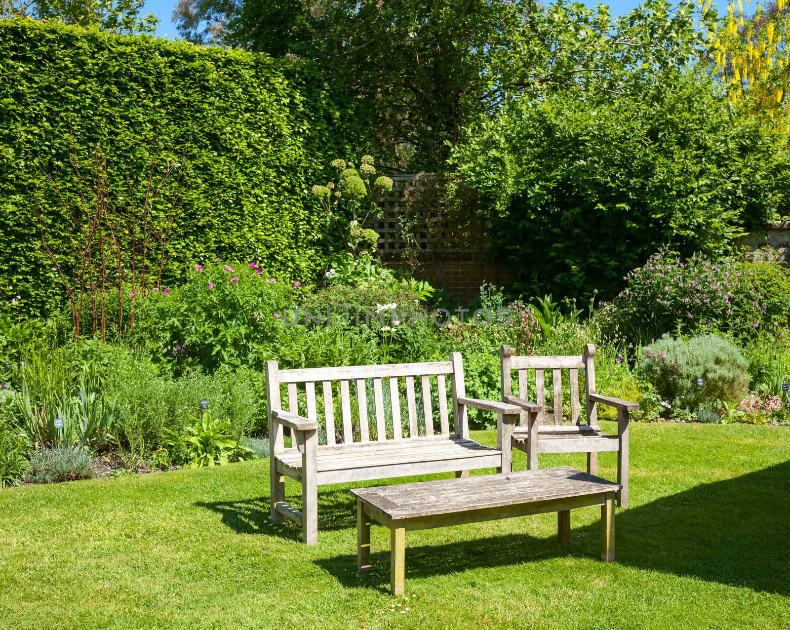 Wooden bench in a summer garden