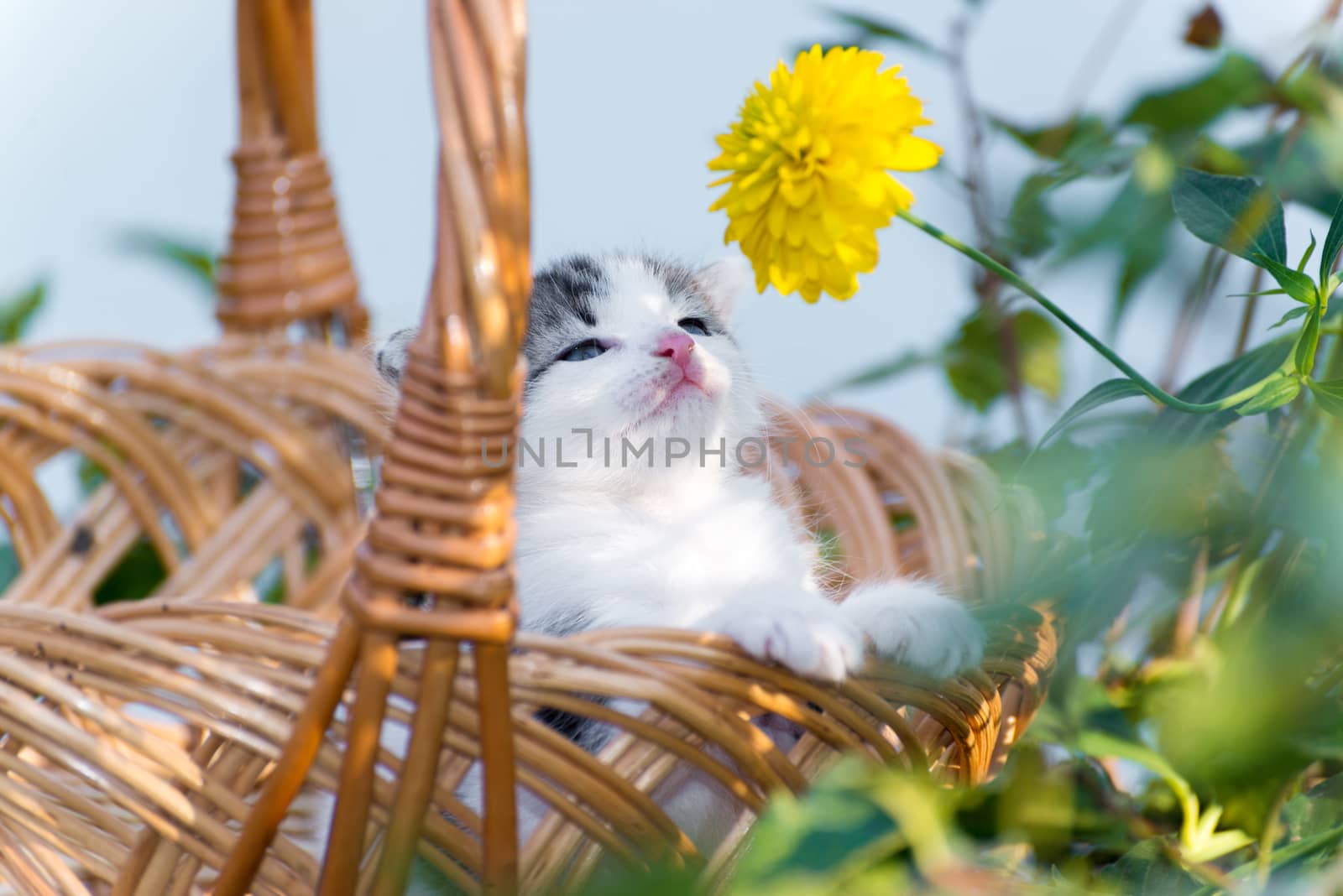 little kitten sitting in a basket on  floral lawn by olgavolodina