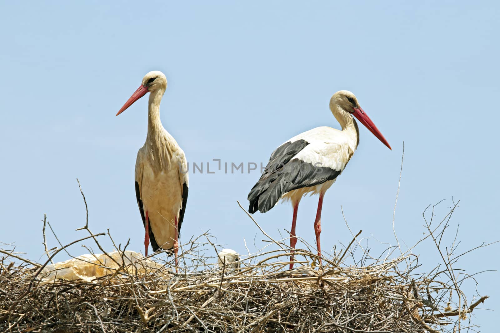 Couple of Storks with his young