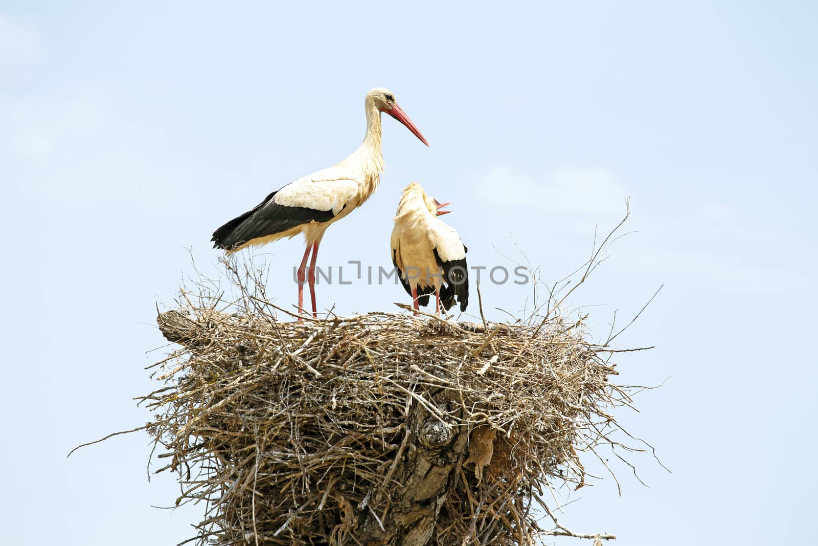 Pair of white storks in the nest