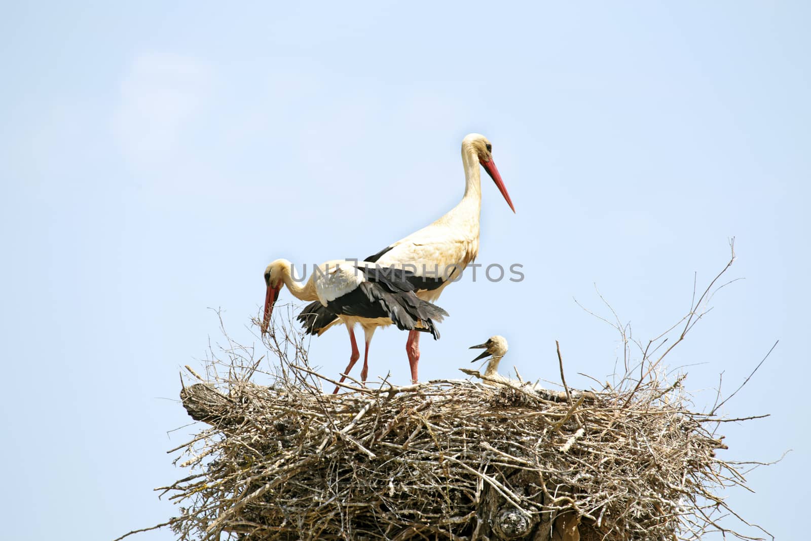Couple of Storks with his young