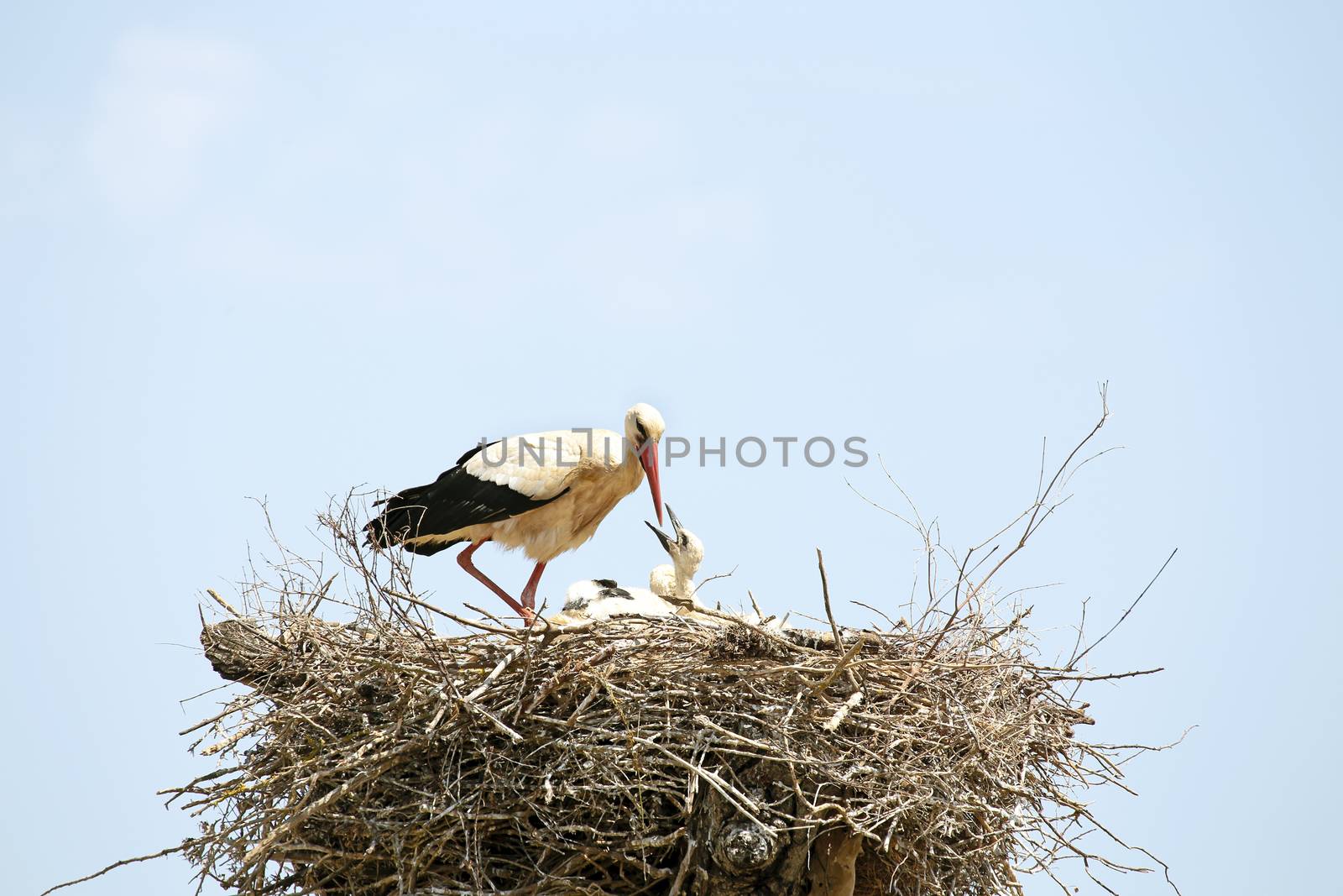 White stork feeding her babies on the nest
