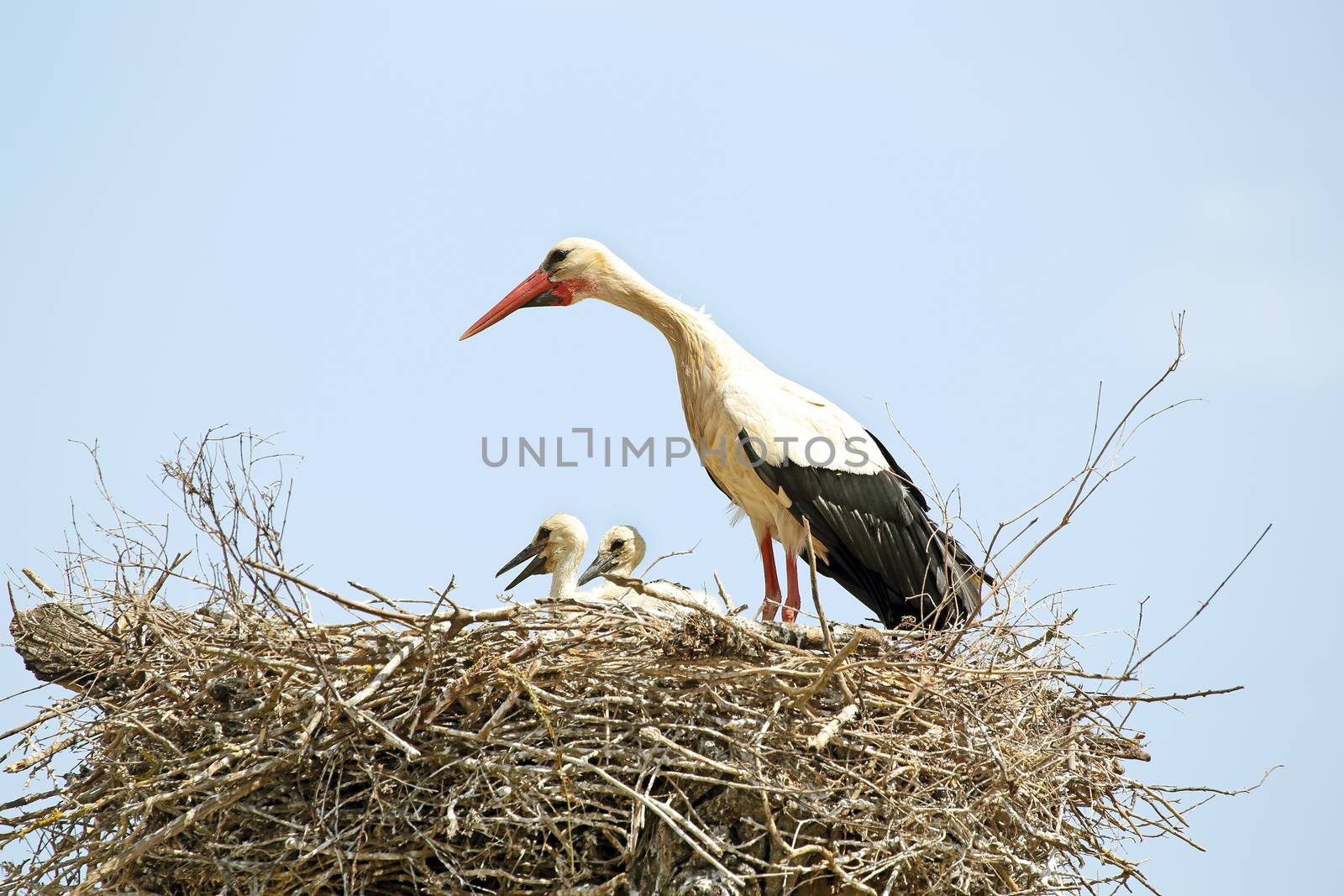 White stork with her babies on the nest by devy
