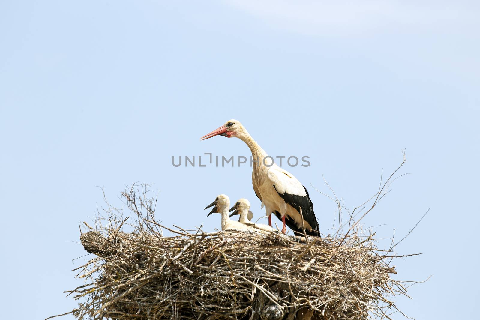 White stork with her babies on the nest