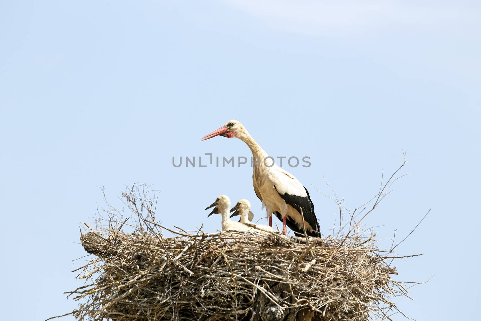 White stork with her babies on the nest by devy