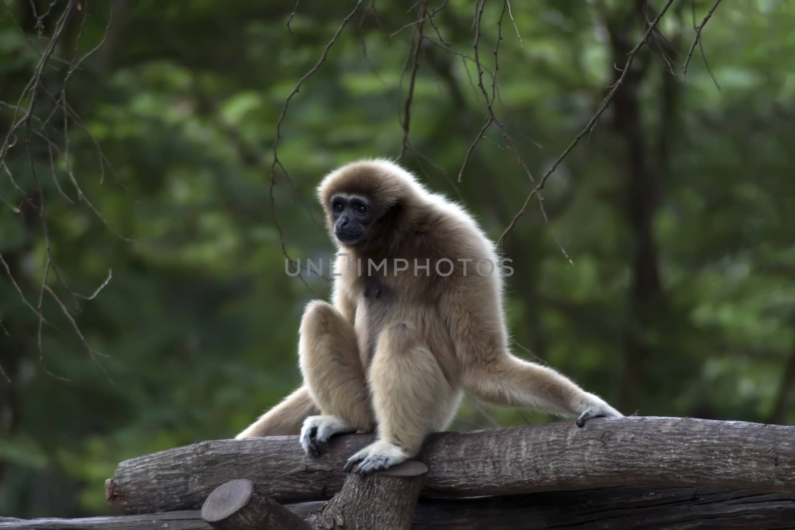 Lar gibbon (Hylobates lar), also known as the white-handed gibbon. Primate is in the gibbon family, Hylobatidae