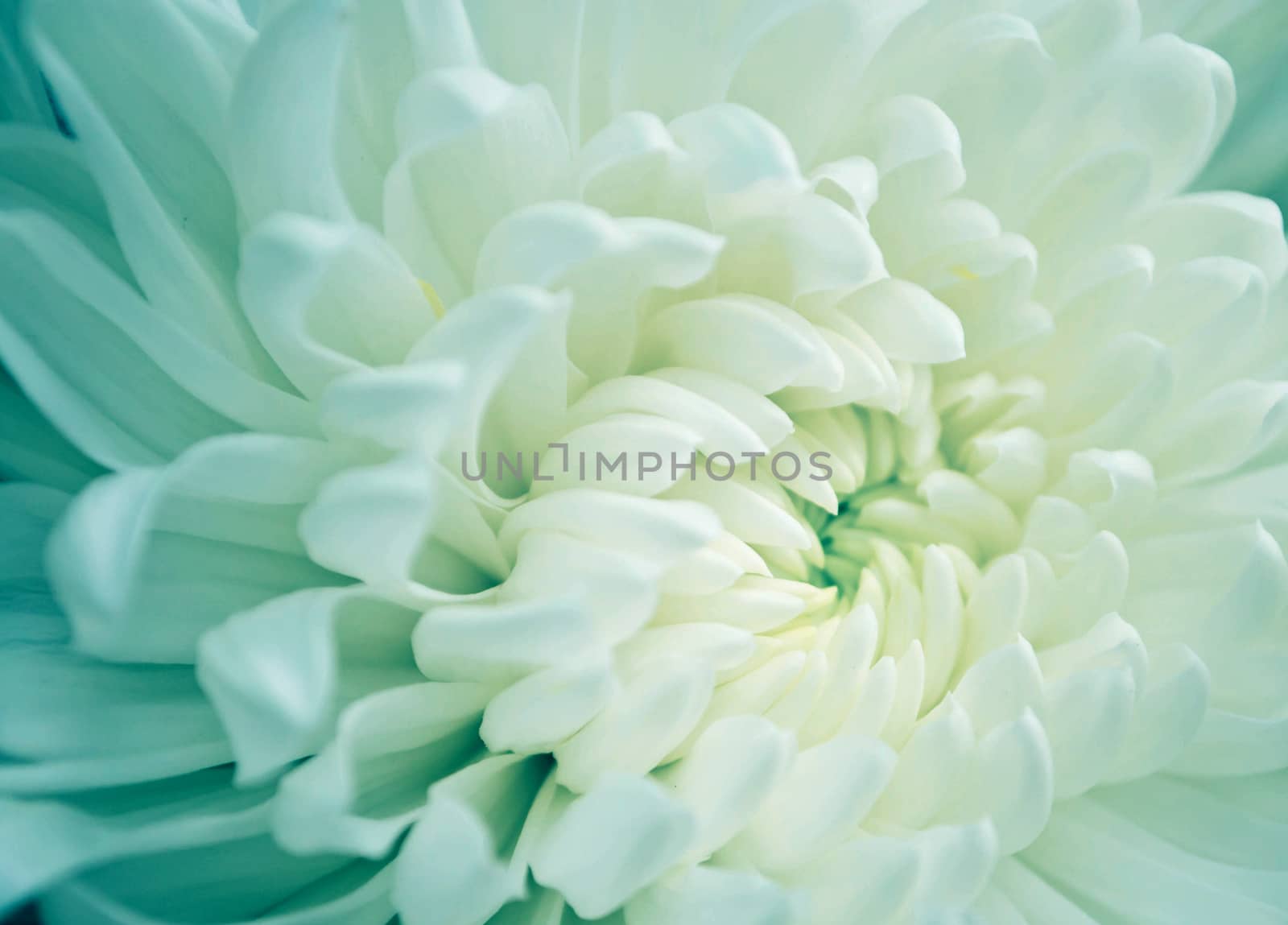 Close - up of White Chrysanthemum flower