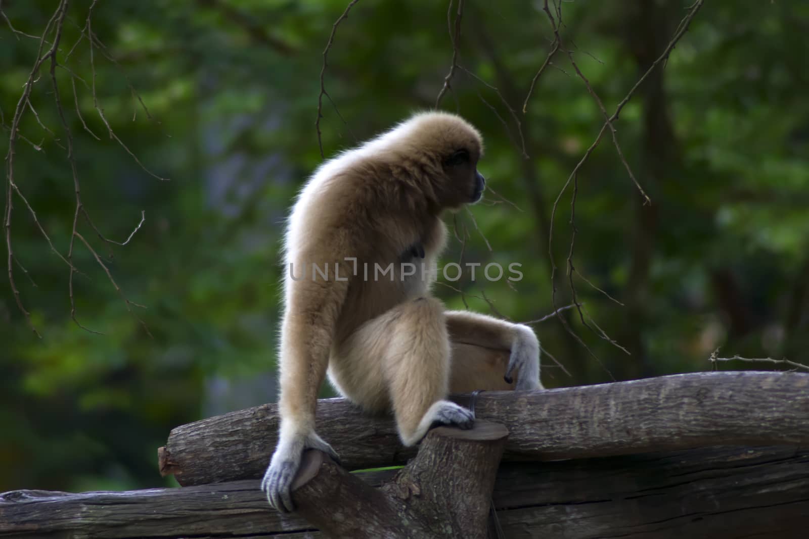 Lar gibbon (Hylobates lar), also known as the white-handed gibbon, is a primate in the gibbon family, Hylobatidae.