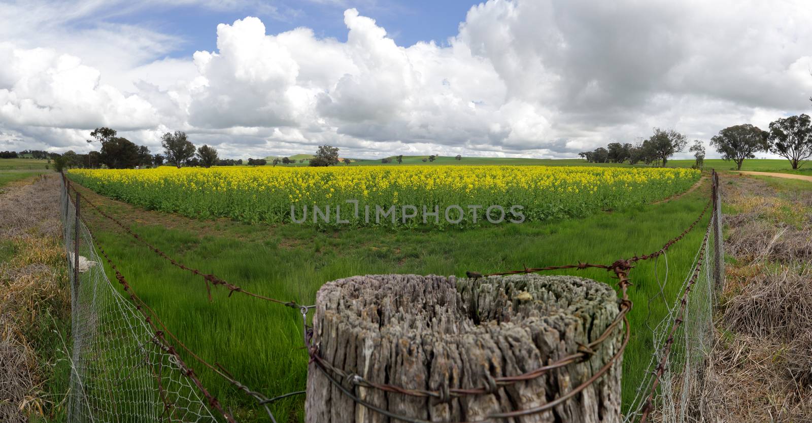A pretty field of flowering golden canola