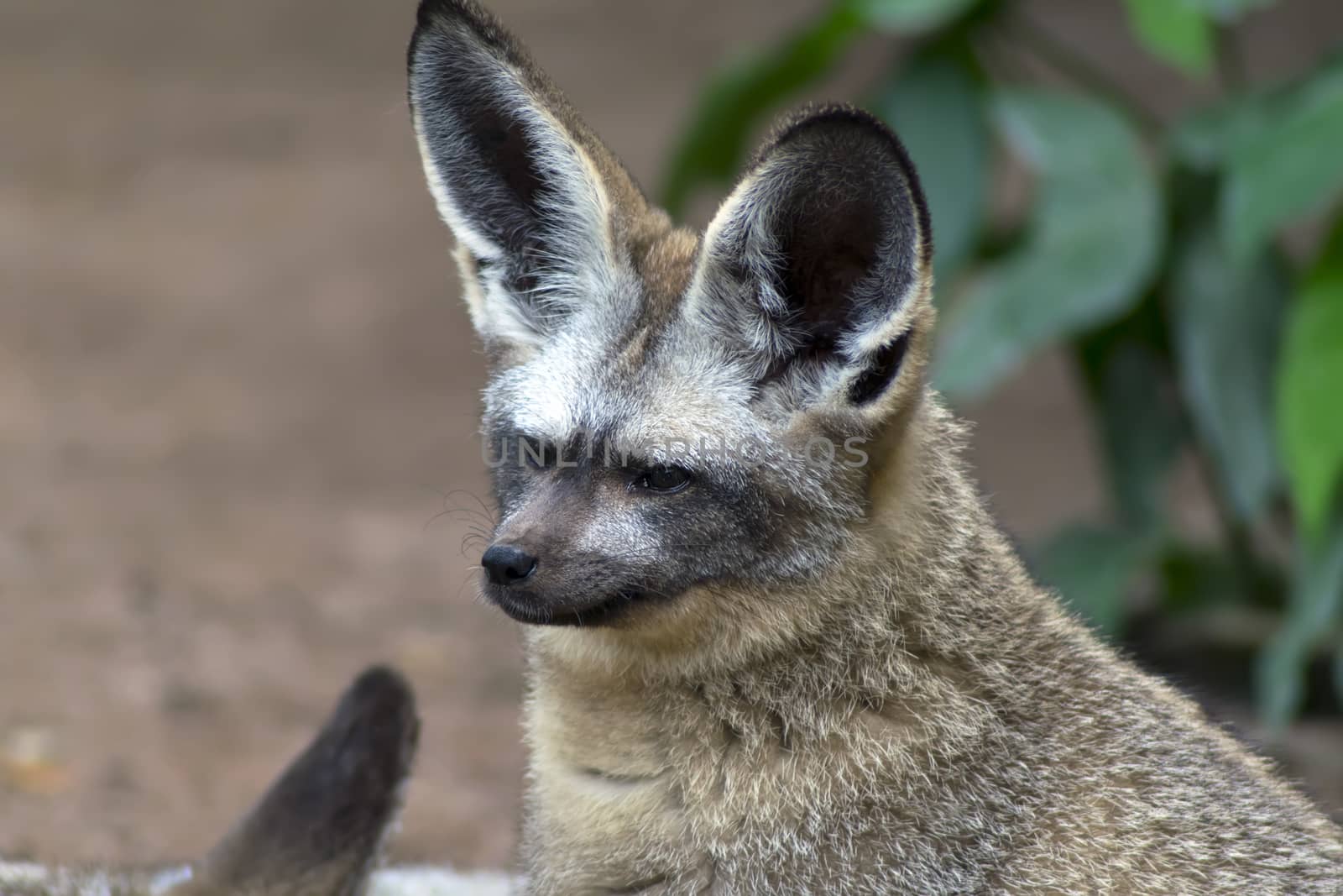 Bat-eared Fox or Otocyon megalotis is a canid of the African savanna, named for its large ears