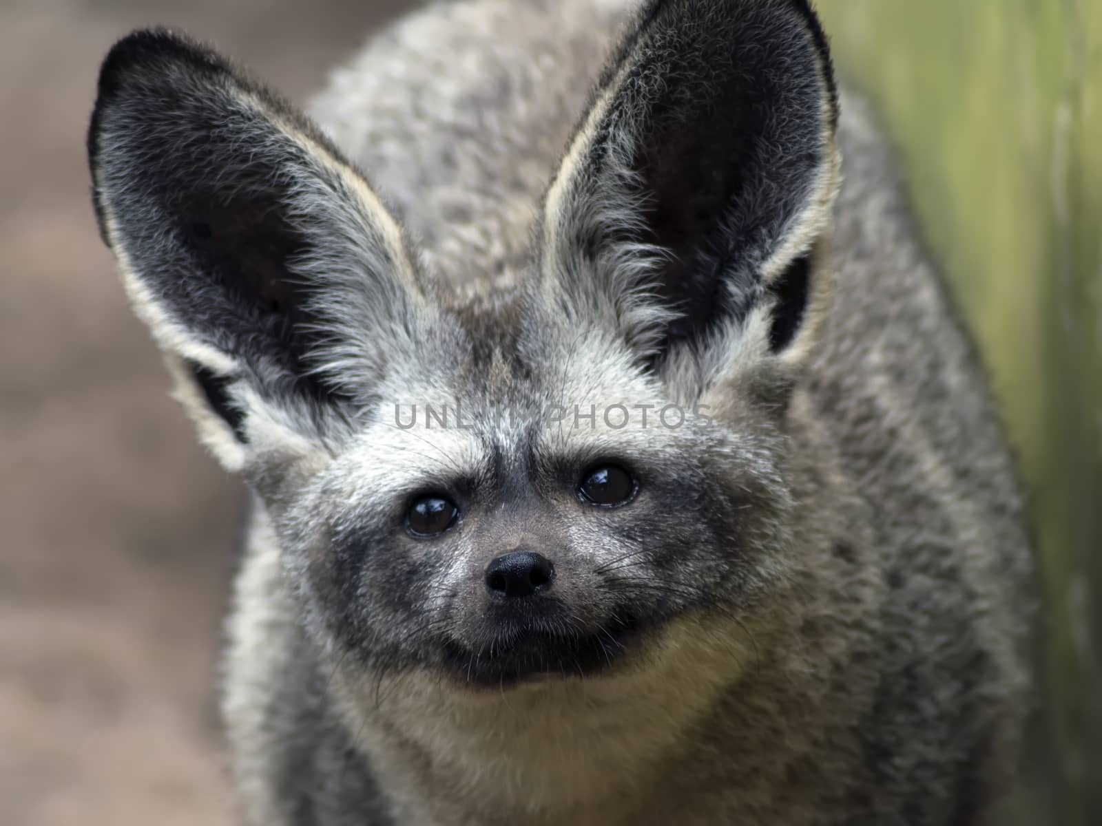 Bat-eared fox (Otocyon megalotis) is a canid of the African savanna, named for its large ears