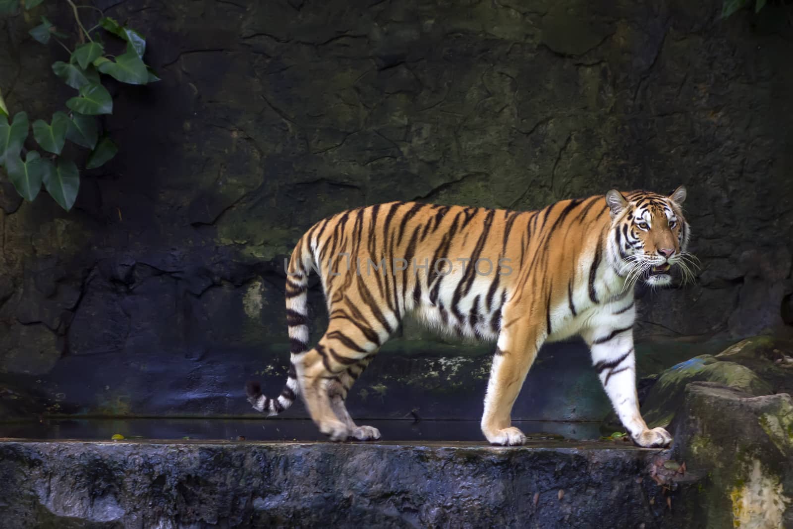 Siberian Tiger (Panthera tigris altaica), also known as the Amur tiger, is the largest tiger subspecies