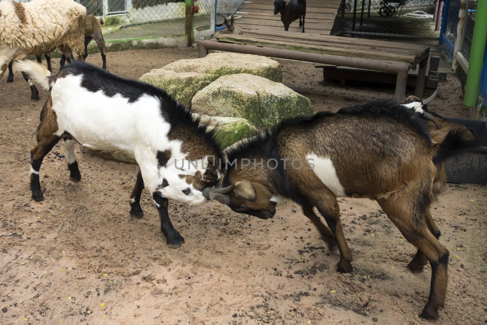 Goat Fight. by GNNick