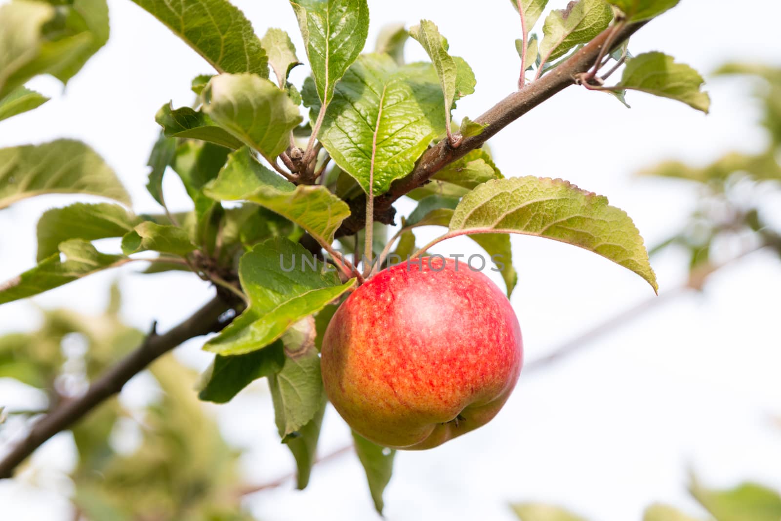 One apple at tree in sunlight, several leaves