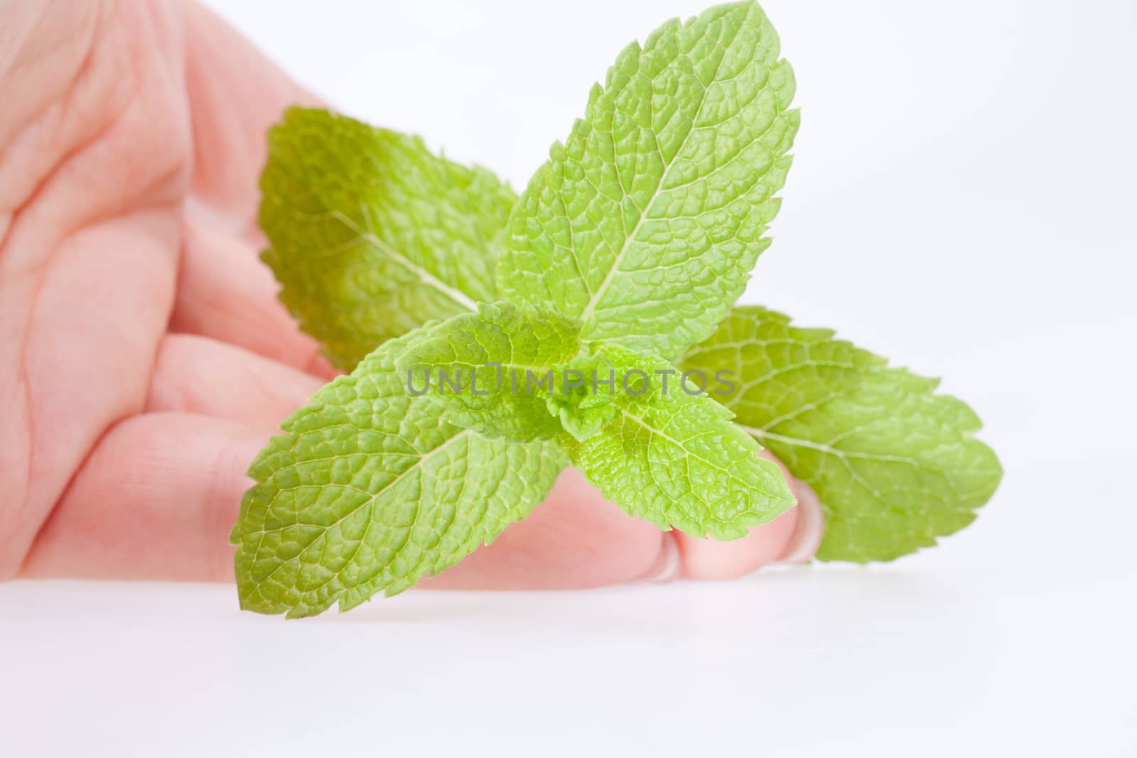 hand holding green fresh  leaves of mint
