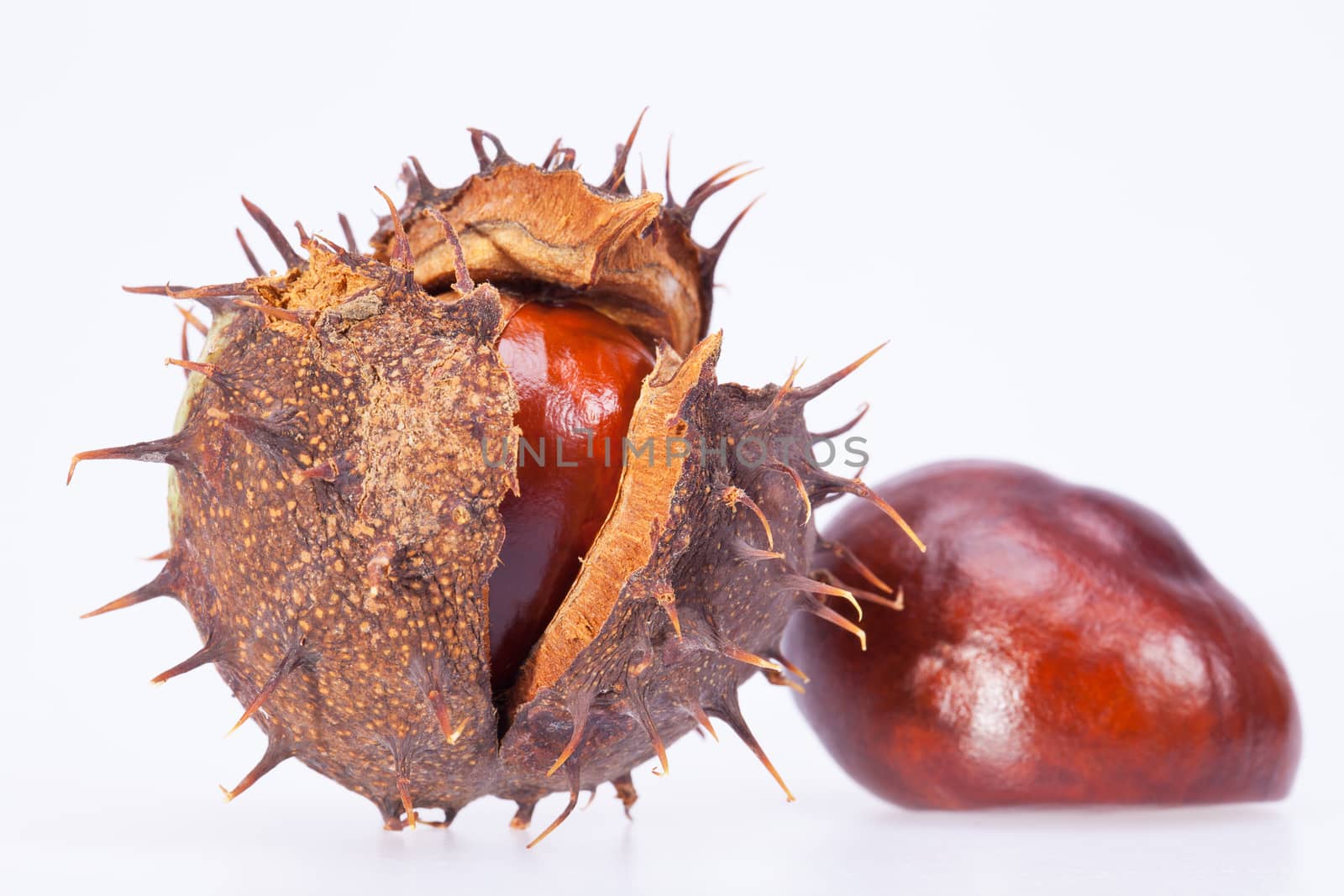 fruits of chestnuts in dry shell isolated on white background