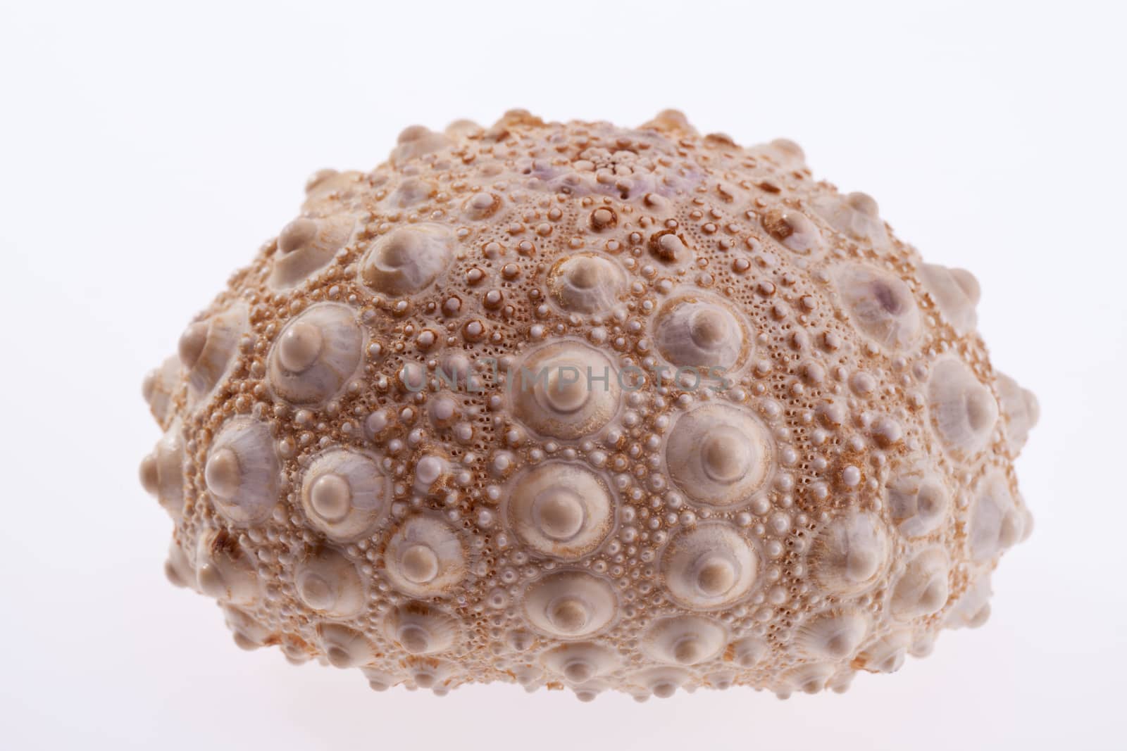 skeleton of sea urchin isolated on white background closeup