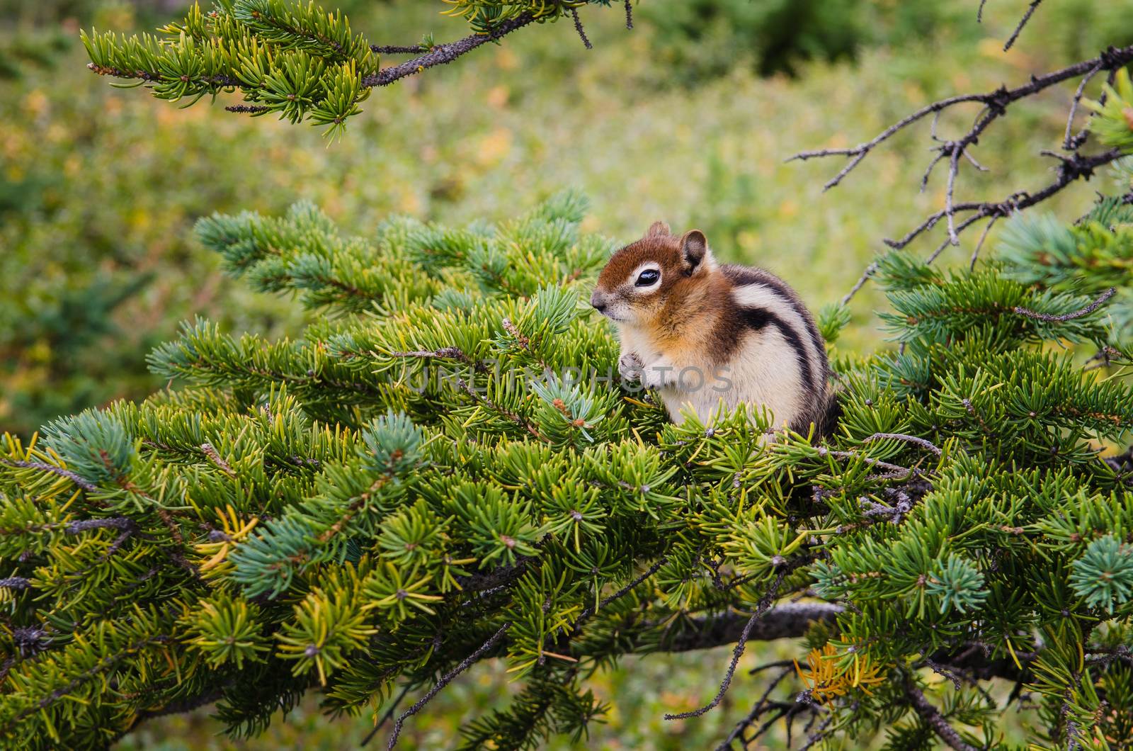 Small chipmunk sitting on a green tree by martinm303