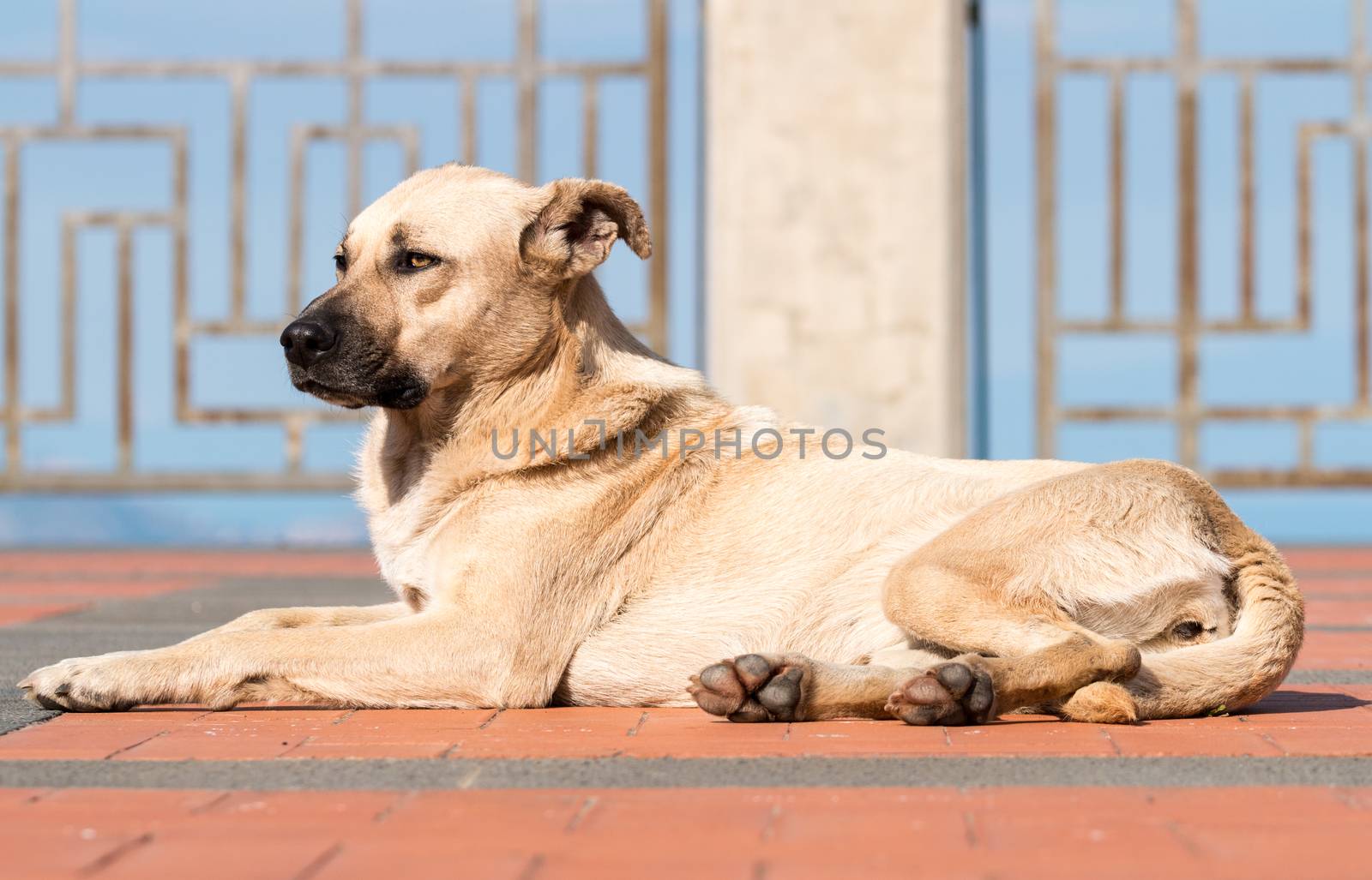 Relaxed dog