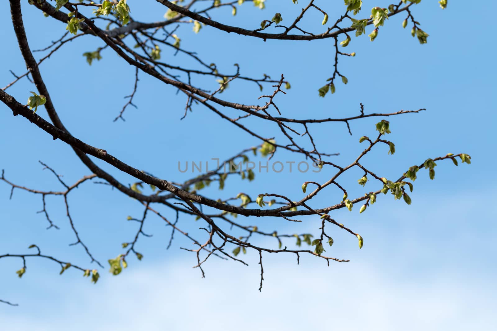 Leaves and twigs