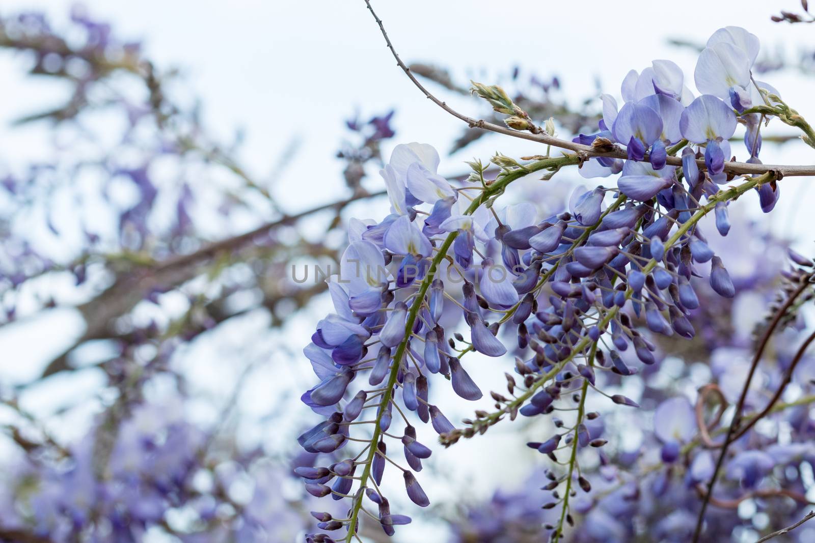 Purple plants