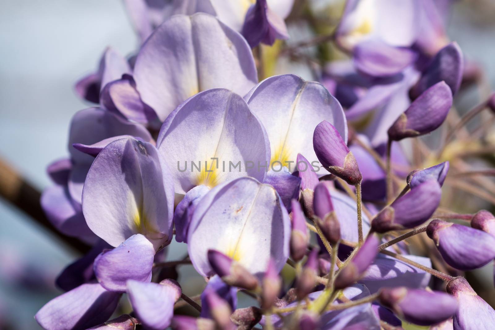 Purple plants by bolkan73