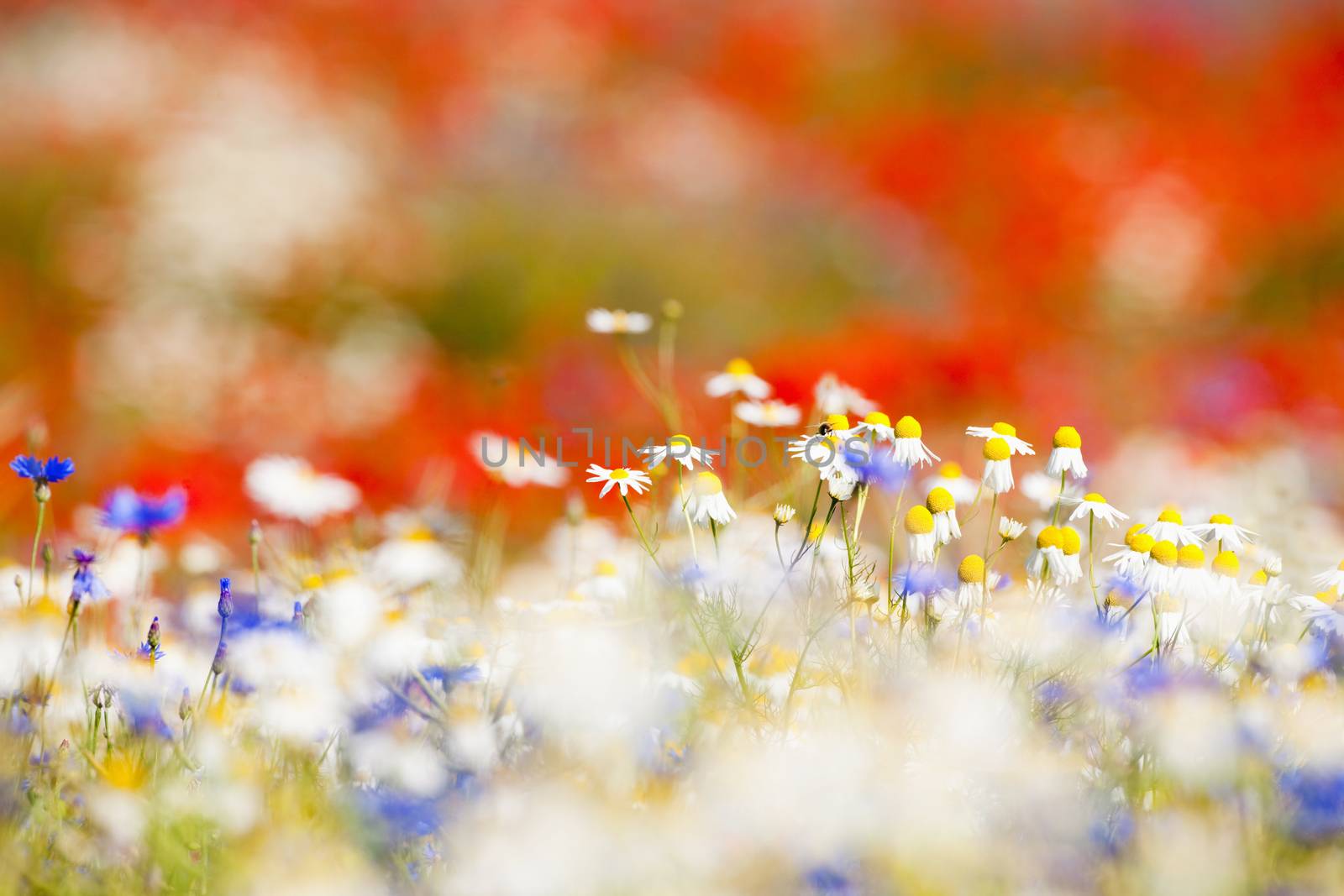 abundance of blooming wild flowers on the meadow at spring time