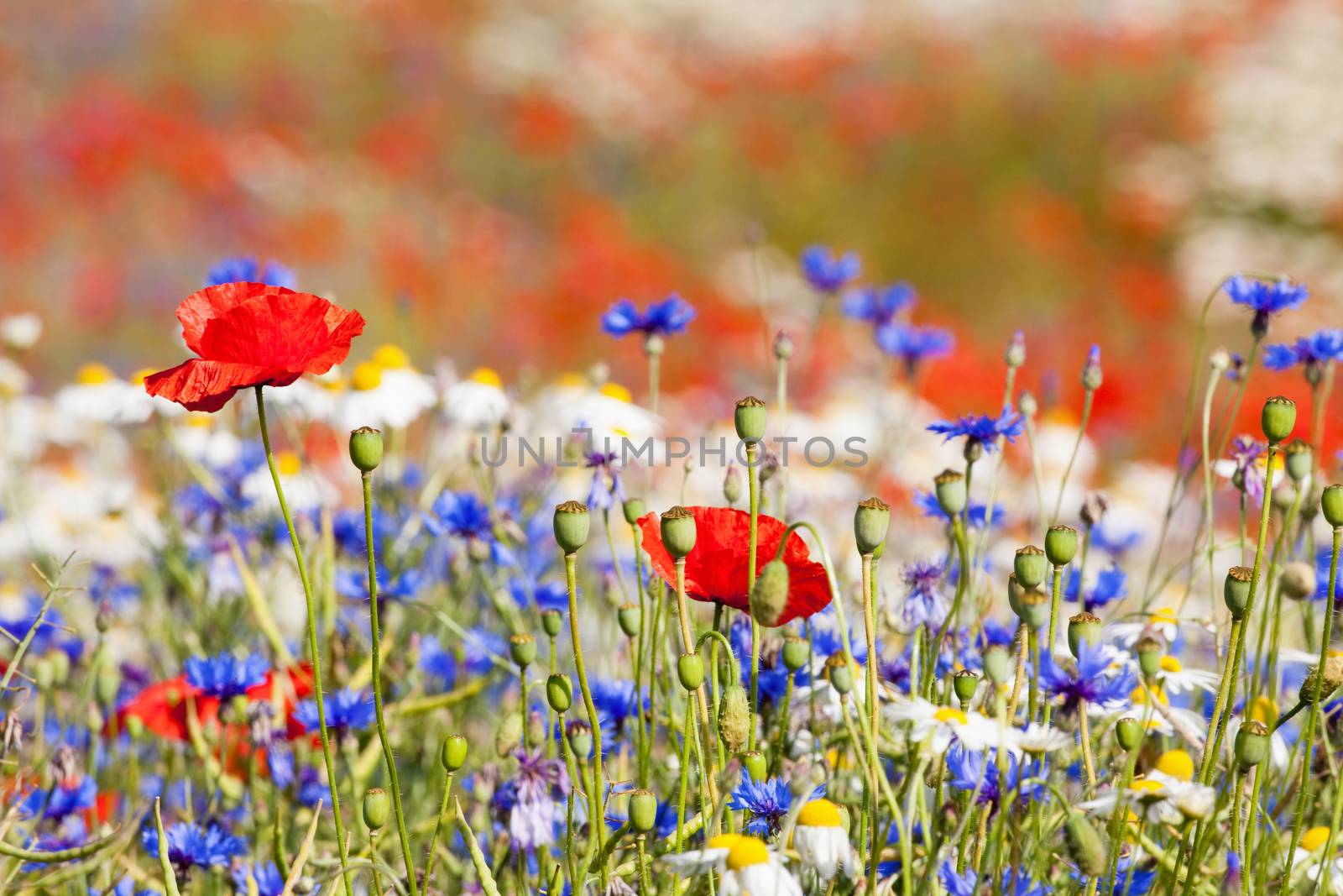 abundance of blooming wild flowers on the meadow at spring time