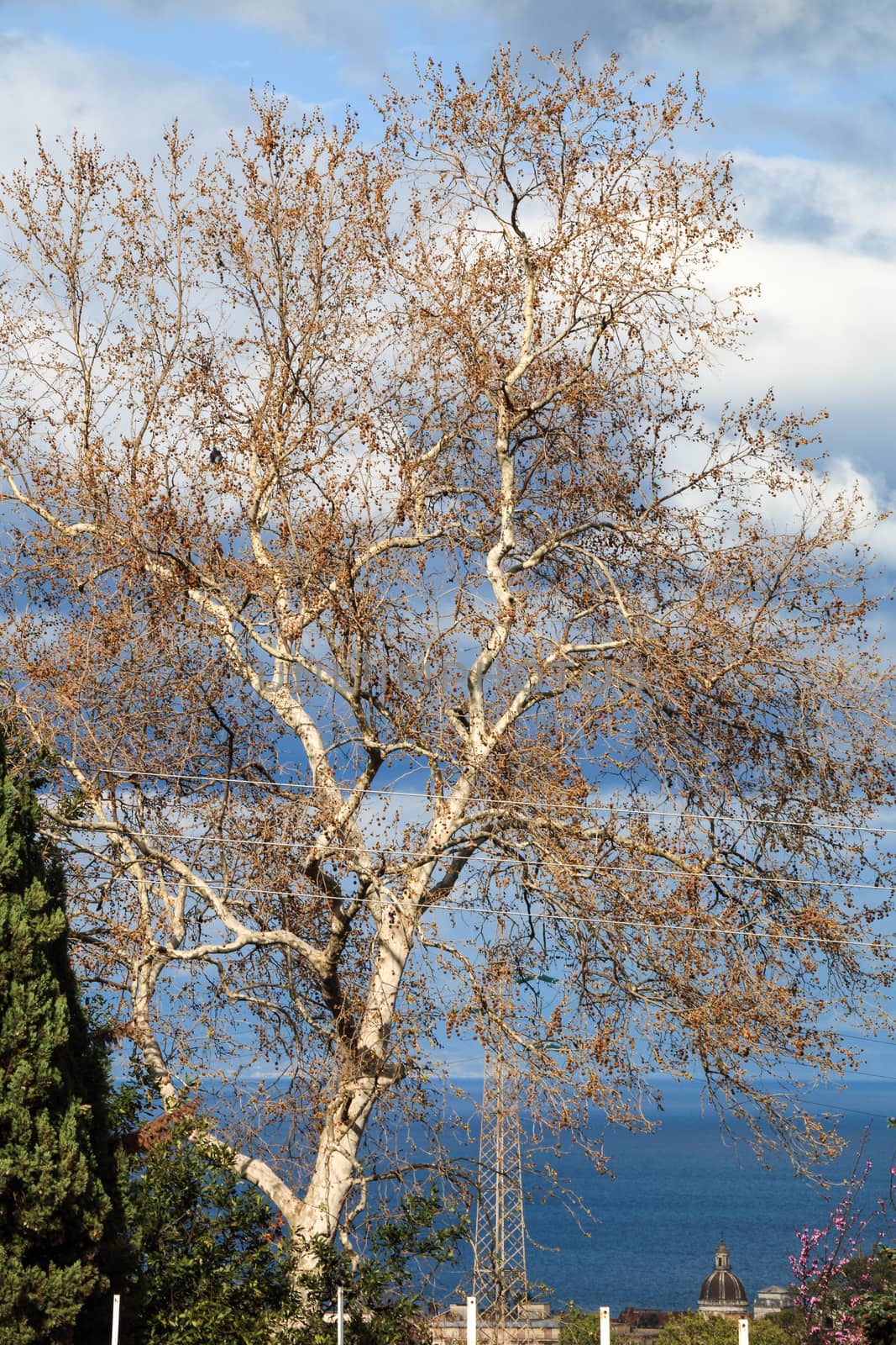 Tree in autumn