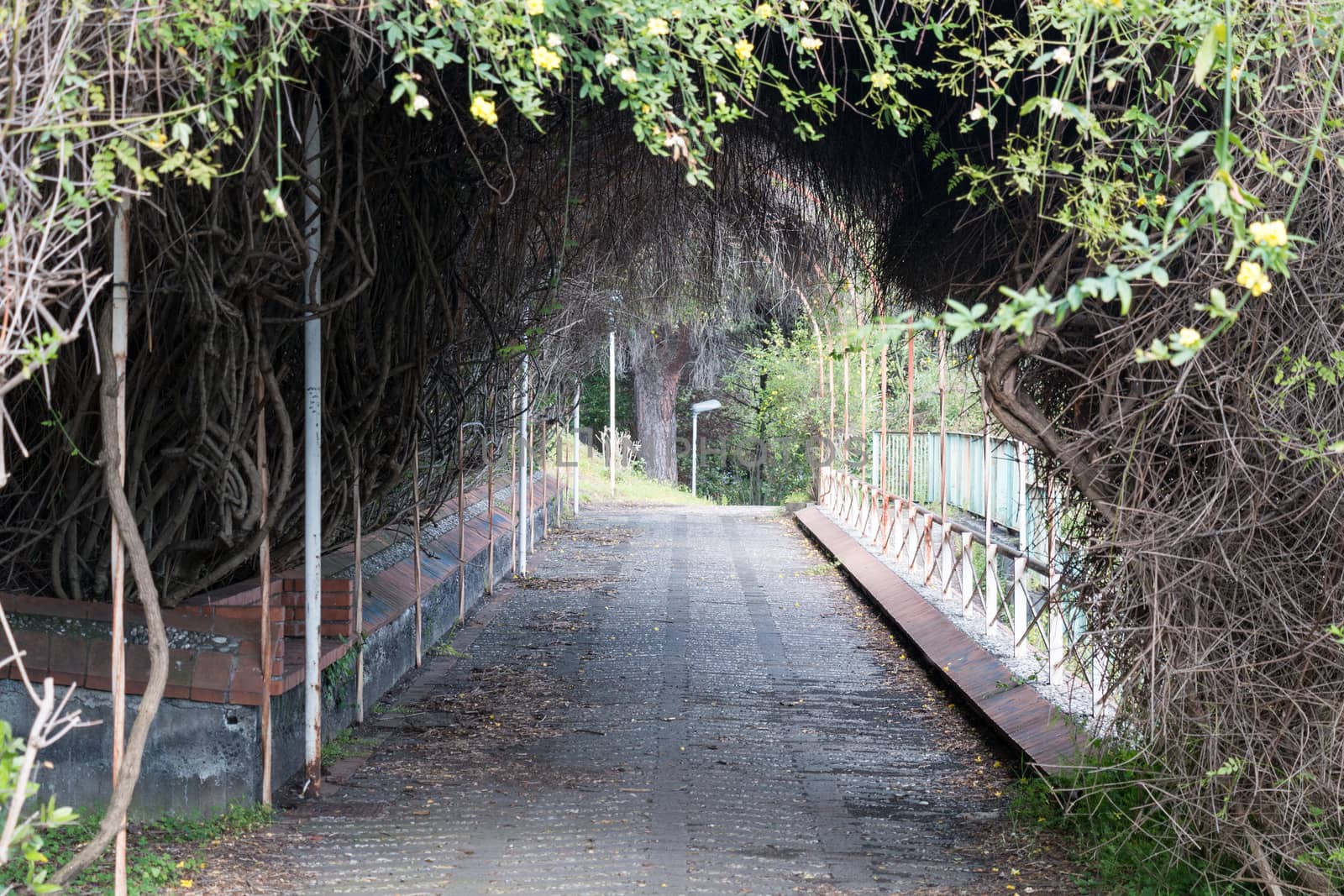 Tunnel plants