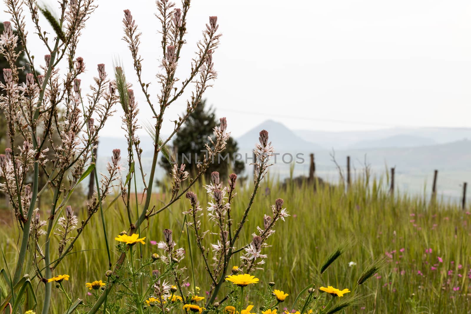 Hillock and vegetation