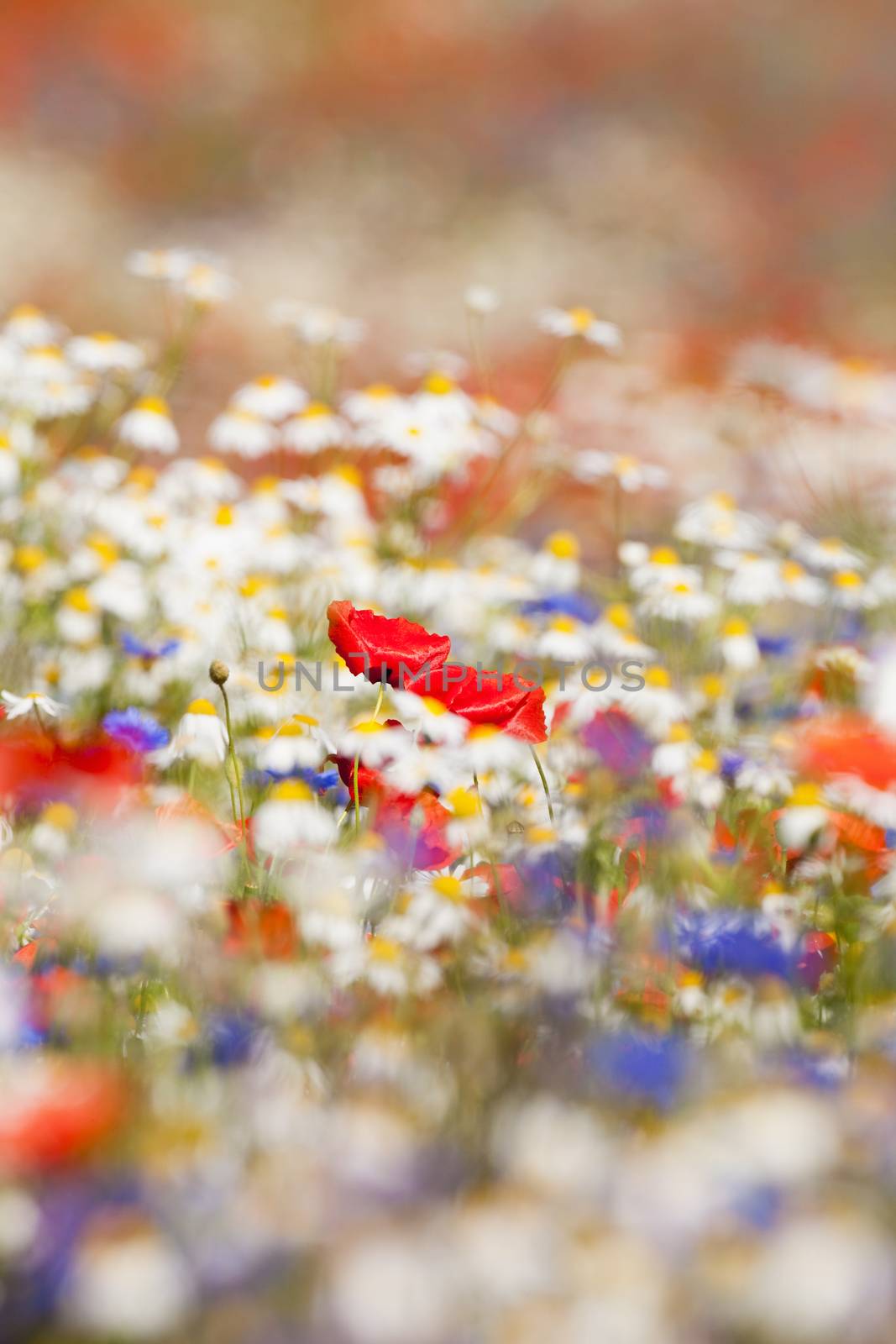 abundance of blooming wild flowers on the meadow at spring time