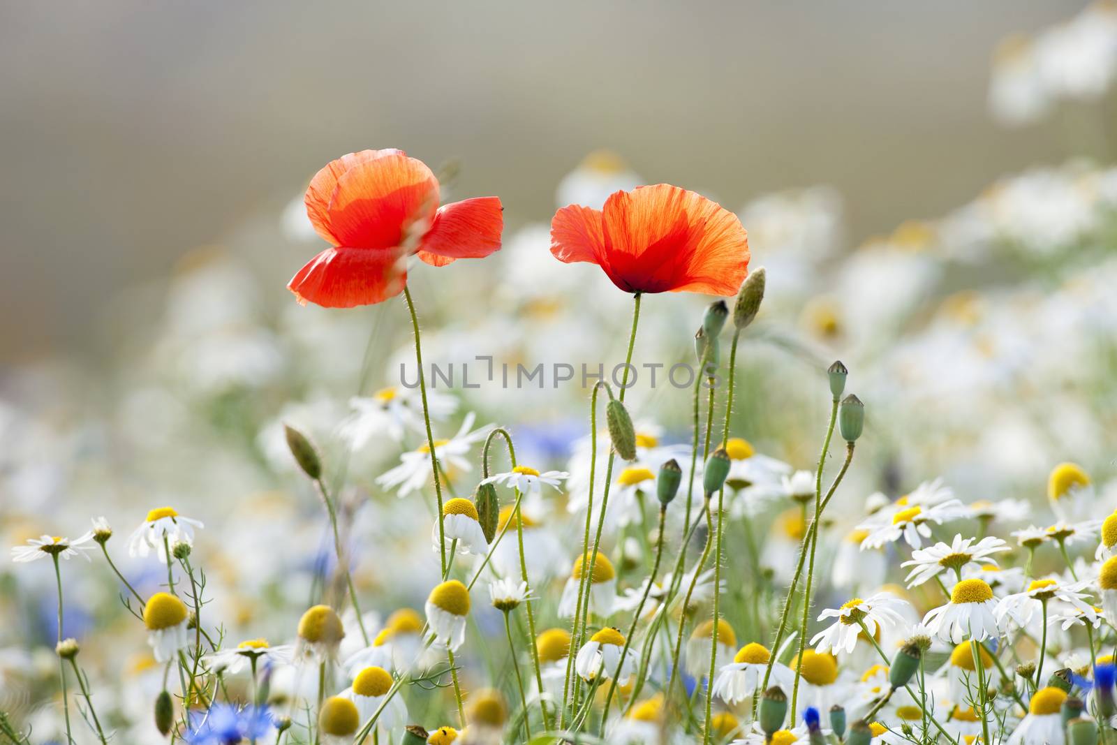 abundance of blooming wild flowers on the meadow at spring time