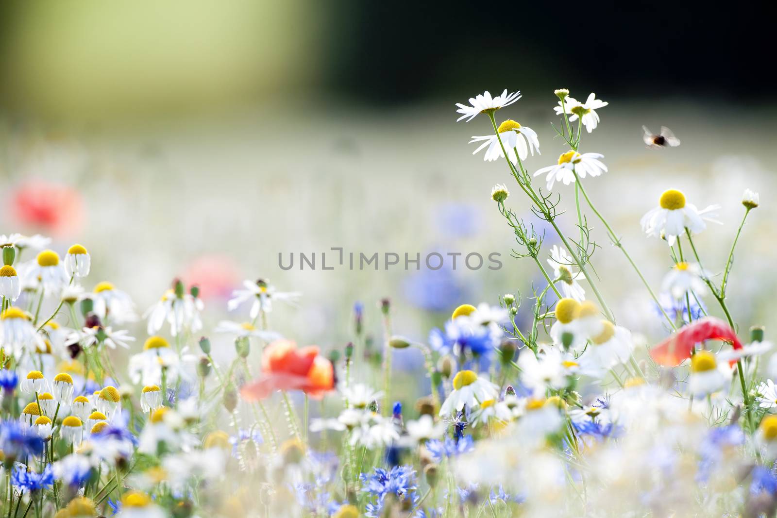 abundance of blooming wild flowers on the meadow at spring time