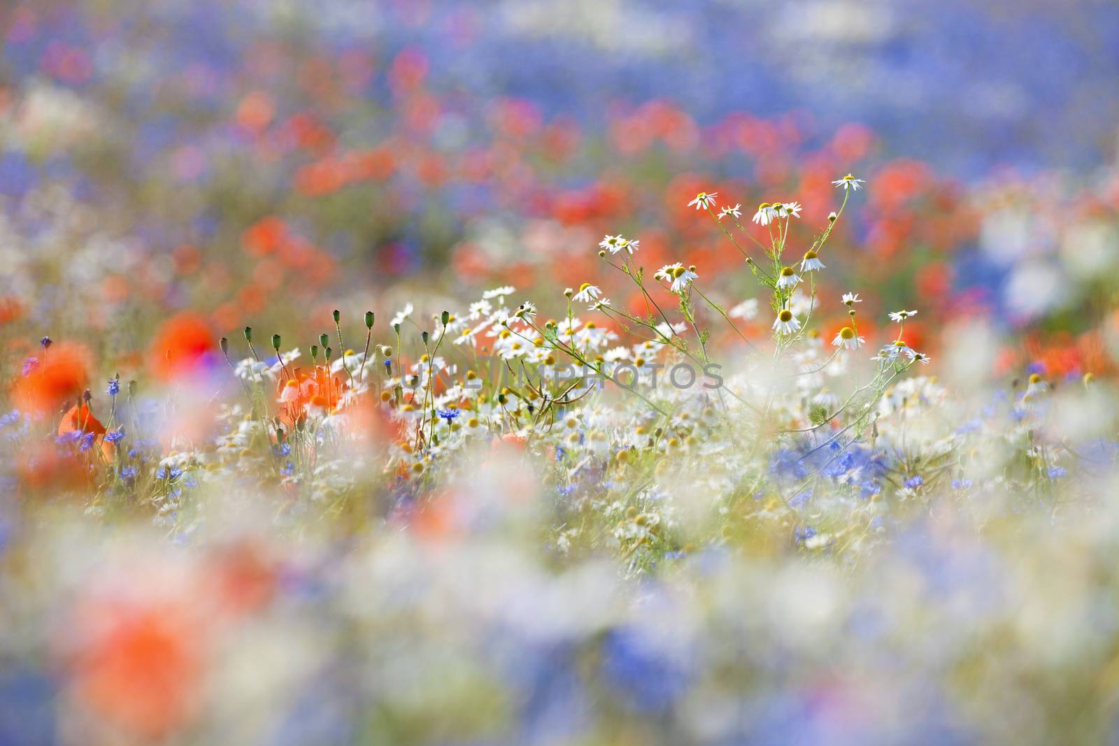 abundance of blooming wild flowers on the meadow at spring time