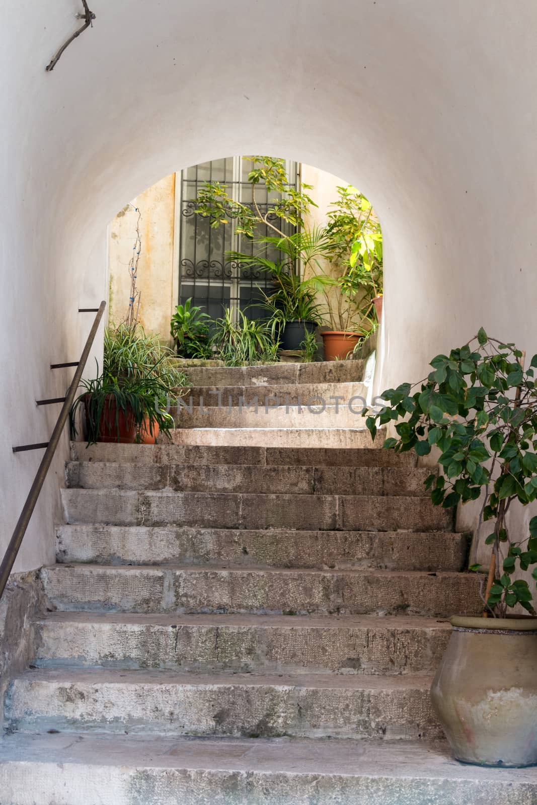 Old Stairs and door with plants