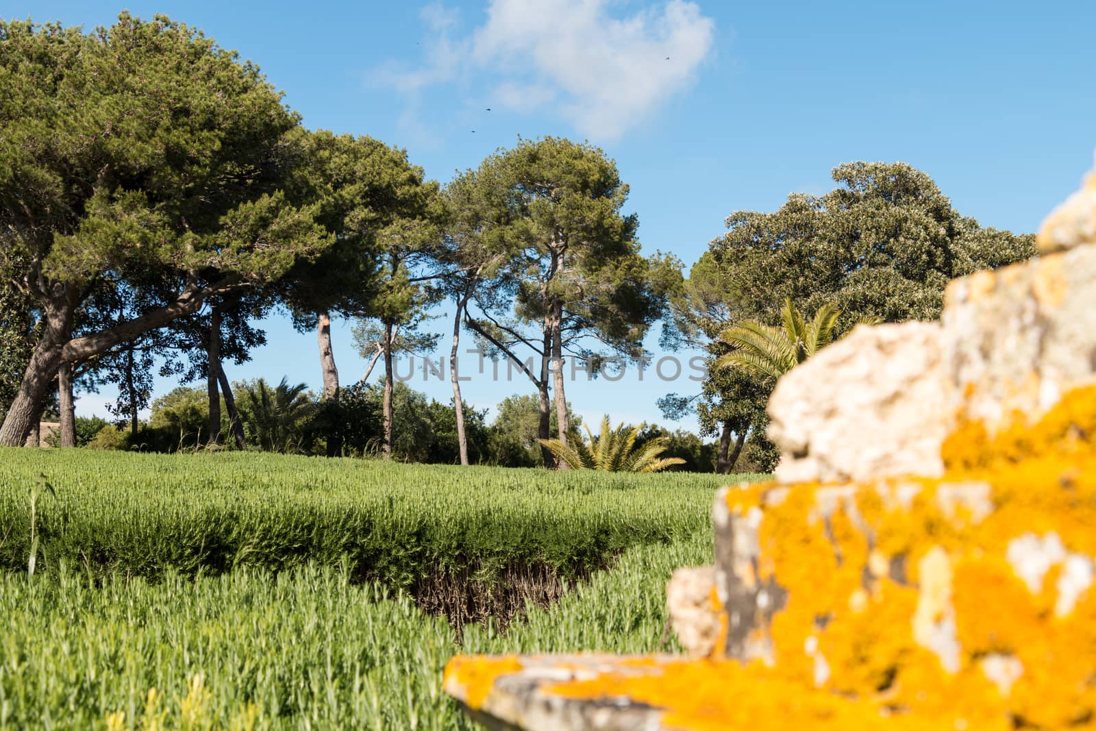 Lawn and trees in east Sicily