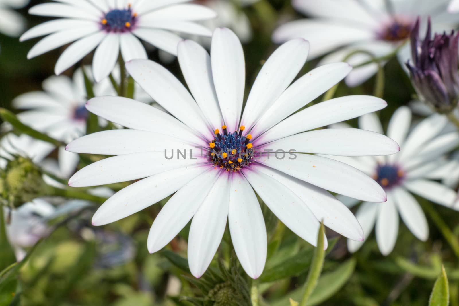 beautiful white daisy