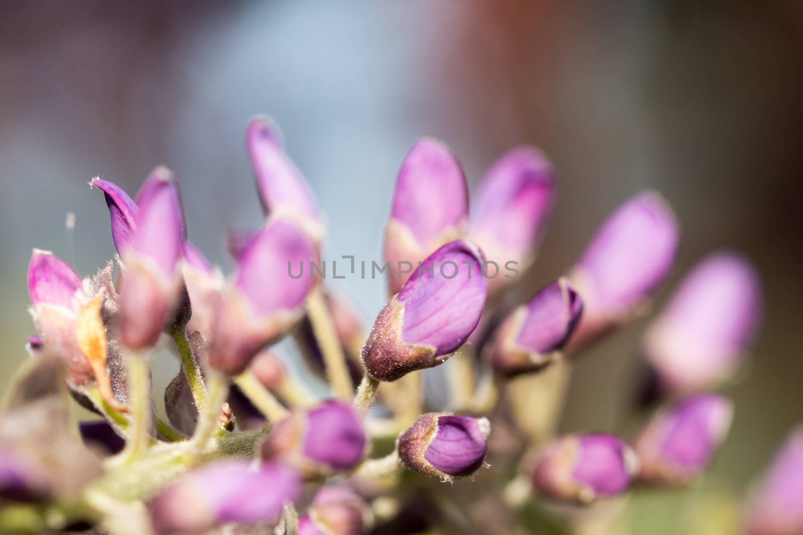 Purple plants by bolkan73