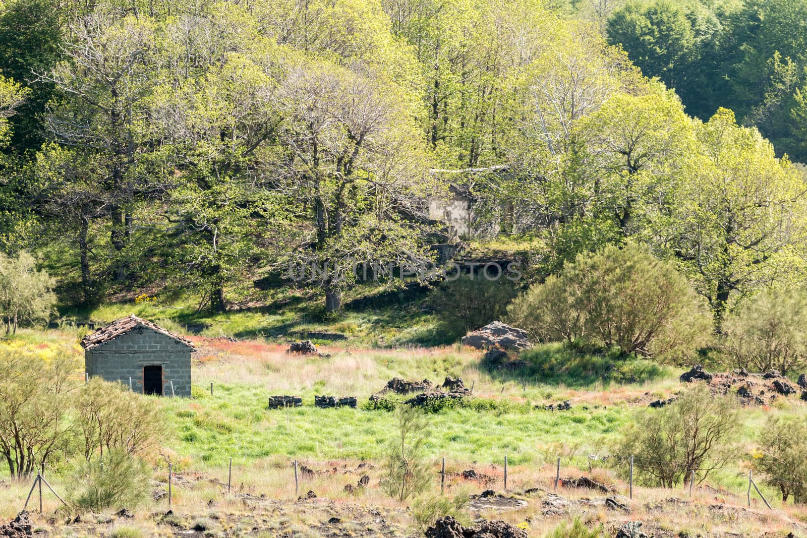 Abandoned house in the forest