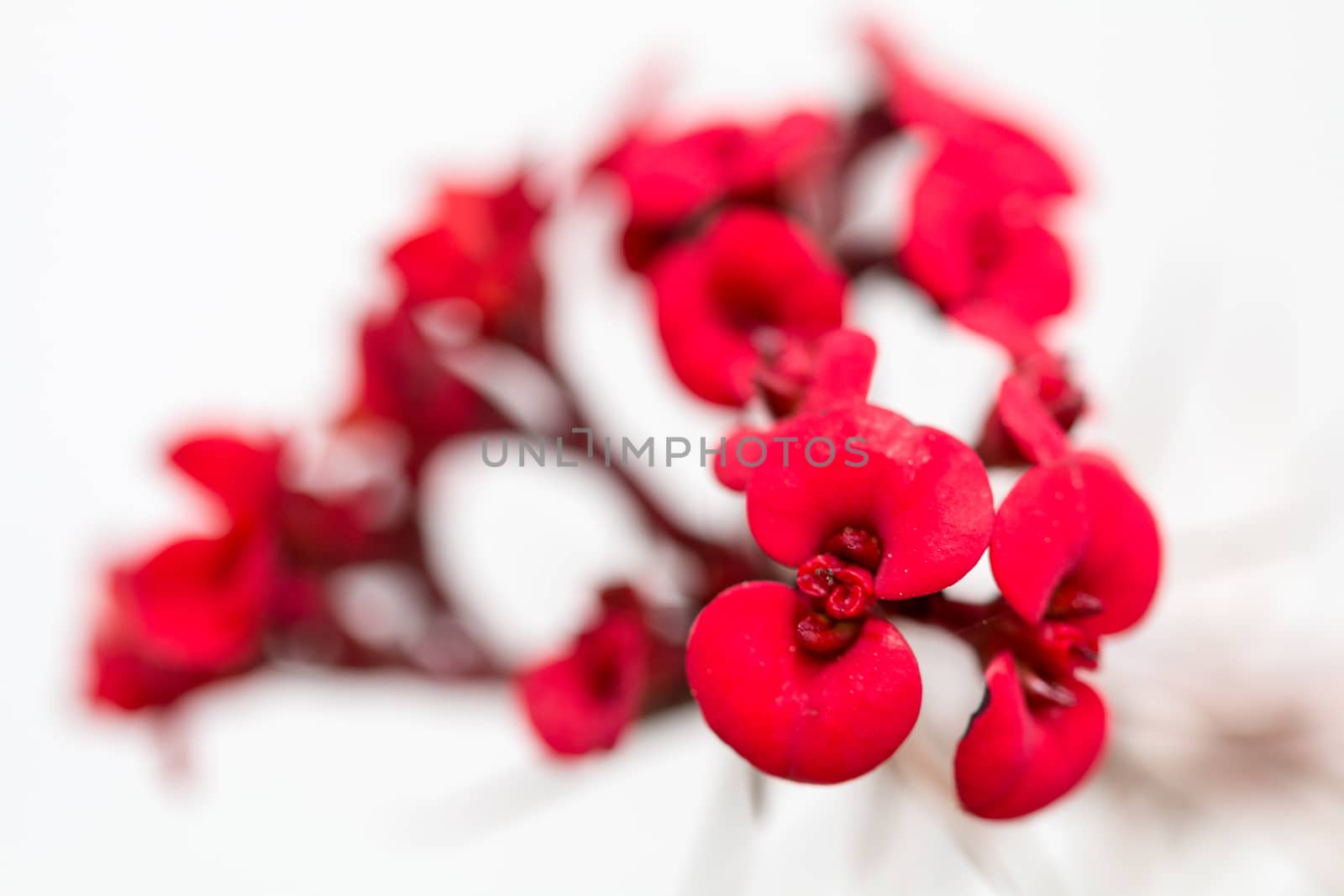 Red flower on withe background