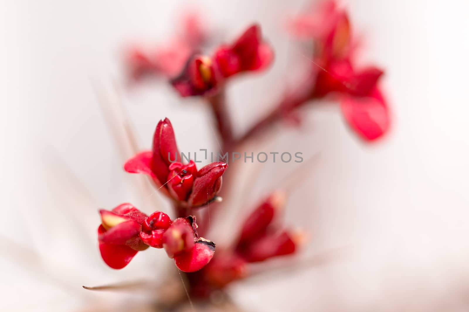 Red flower