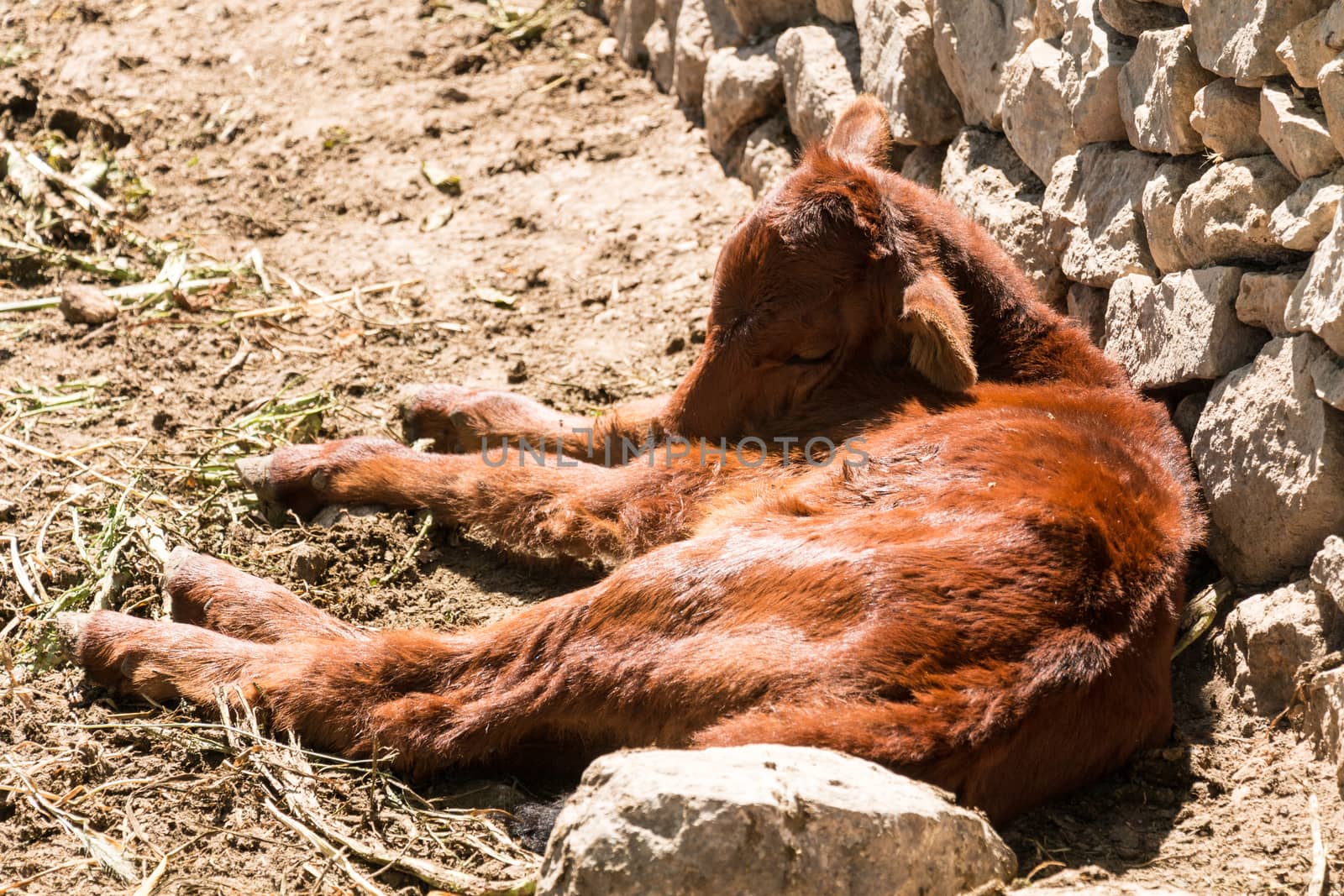 Little calve sleeping