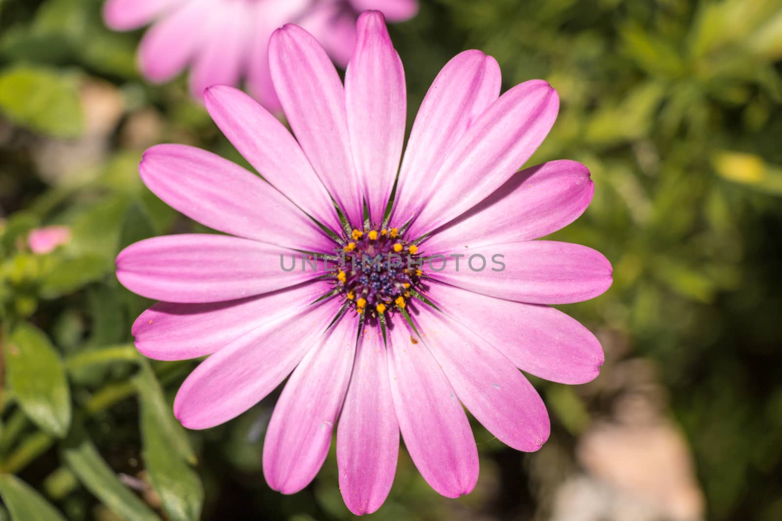 Big purple daisy on a green background