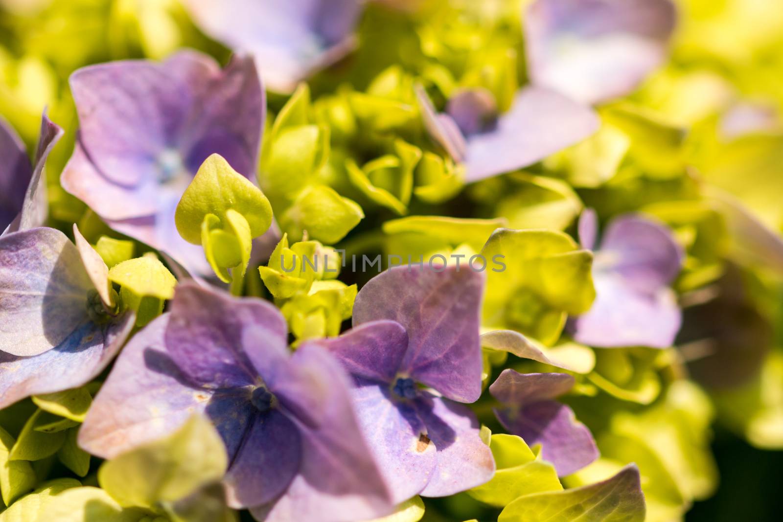 Hydrangea close up macro green violet sun