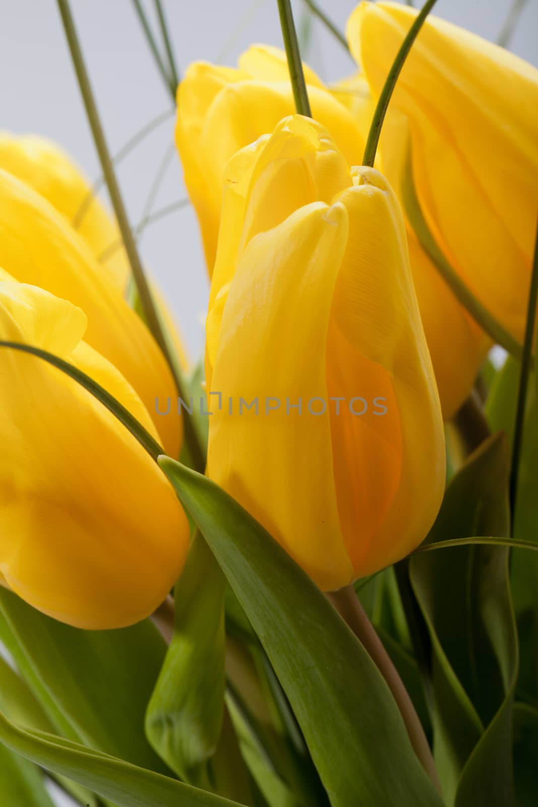 Yellow tulips isolated on white background  by wjarek