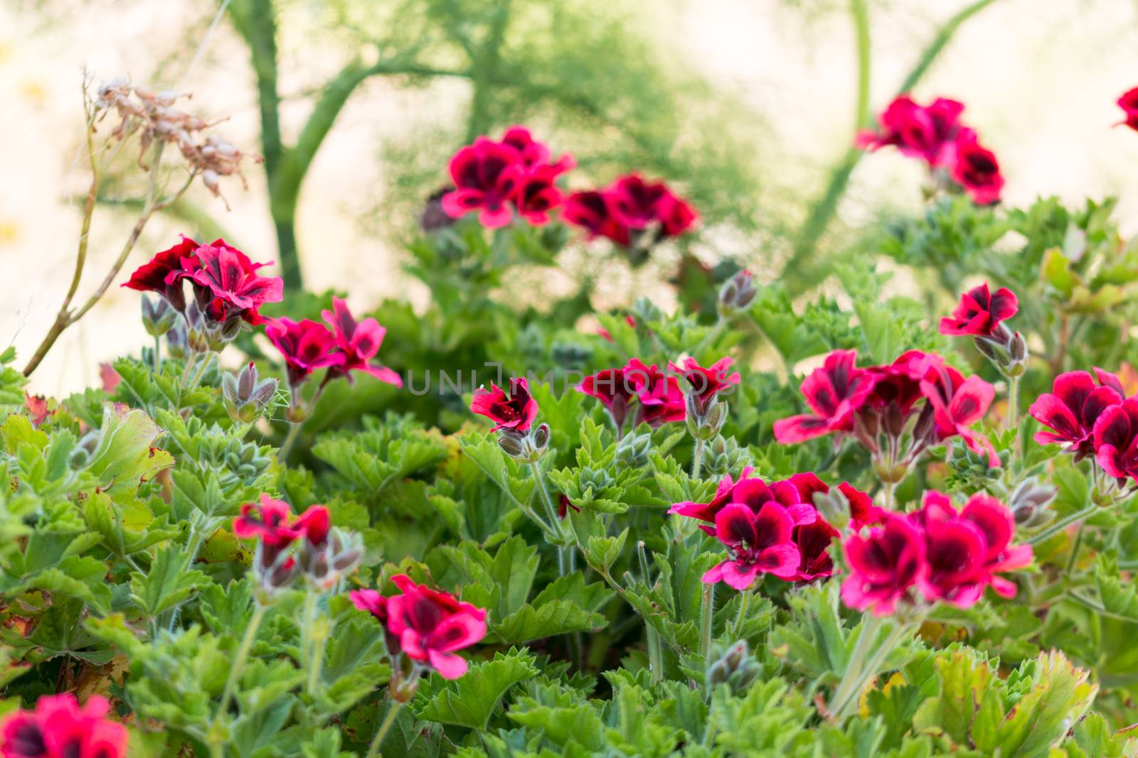 Red flowers with black spots